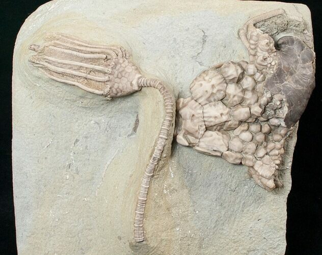 Macrocrinus & Actinocrinites Crinoid Association #16082